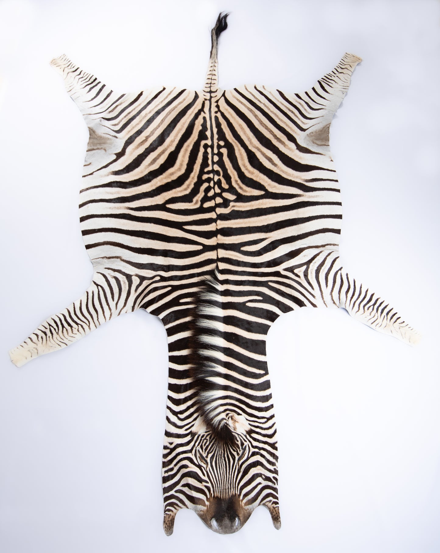 Burchellii's Zebra Rug Trophy Grade