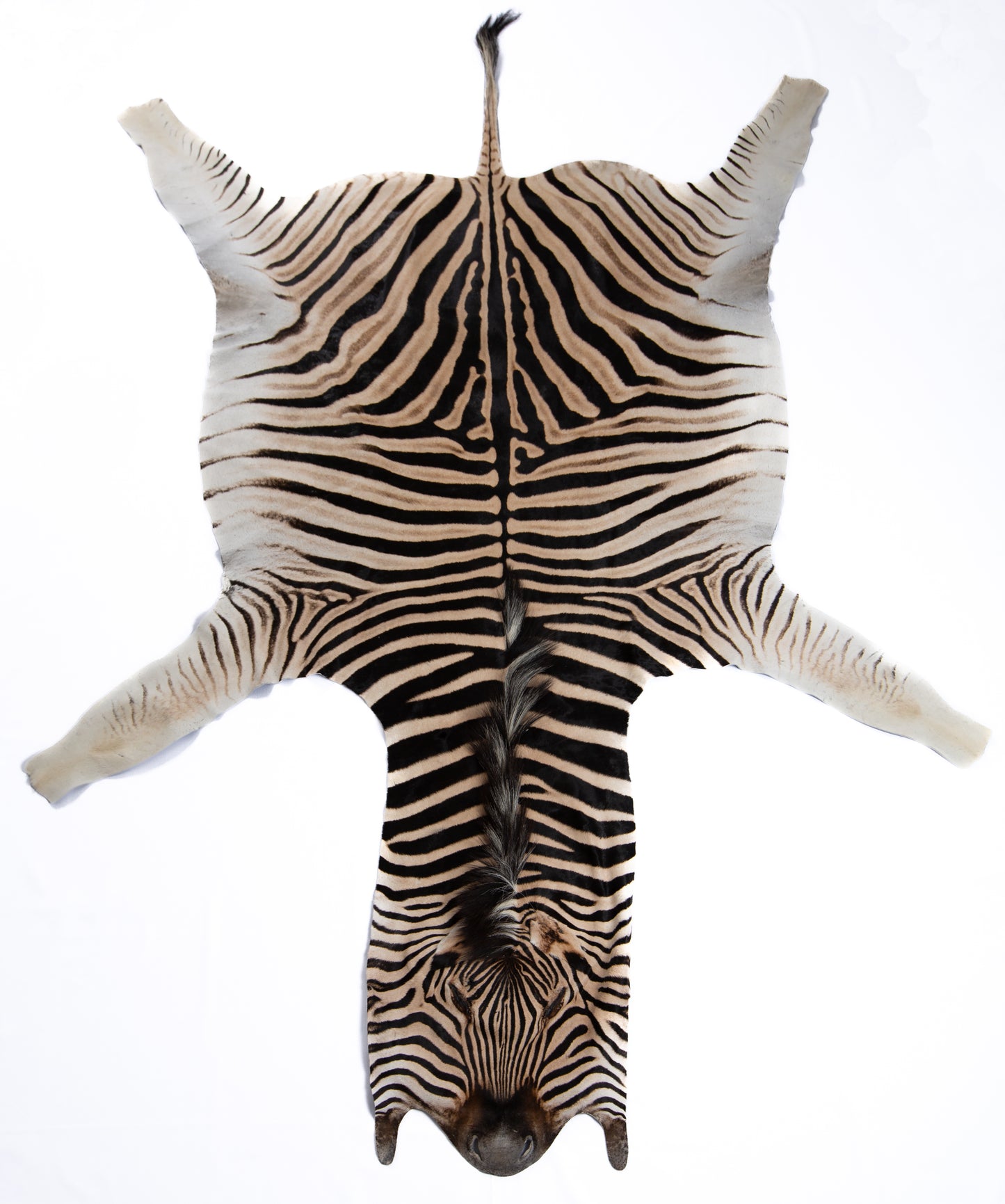 Burchellii's Zebra Rug Trophy Grade