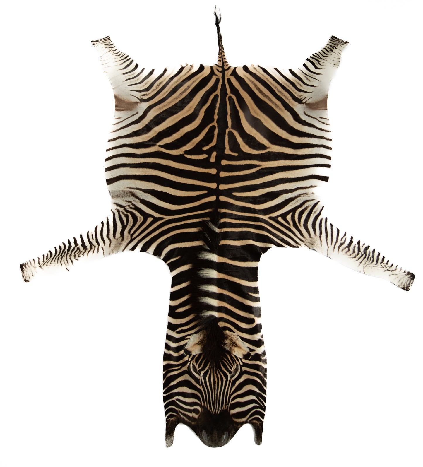 Burchellii's Zebra Rug Trophy Grade