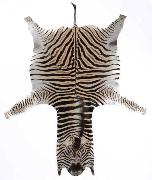 Burchellii's Zebra Rug Trophy Grade