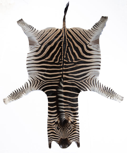 Burchellii's Zebra Rug Trophy Grade